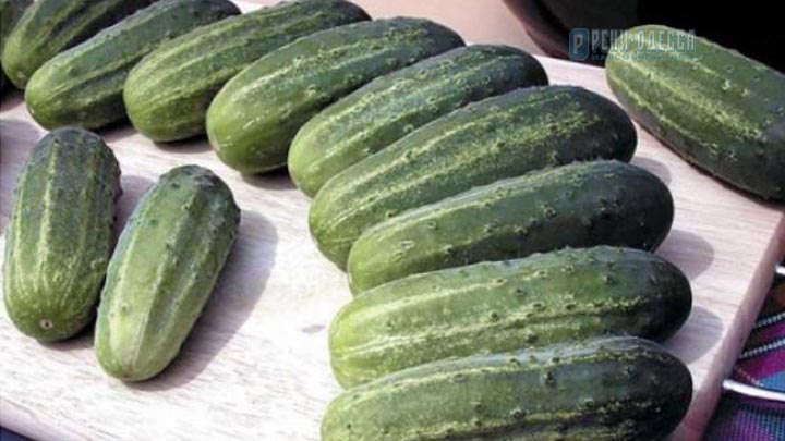 Семена пчелоопыляемых огурцов , купить Семена пчелоопыляемых огурцов почтой в Украине | Fazenda